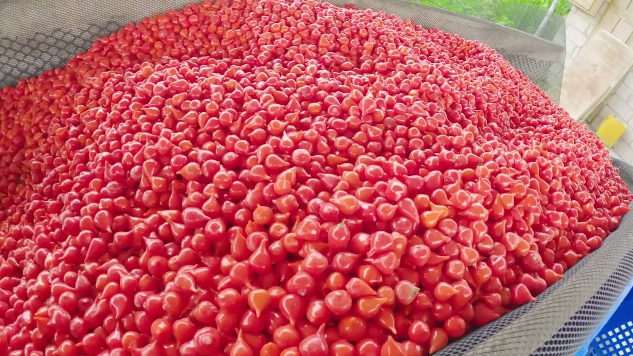 New Flavor - Kimsa q'uni (Charapita, Wiri Wiri, Rocoto)