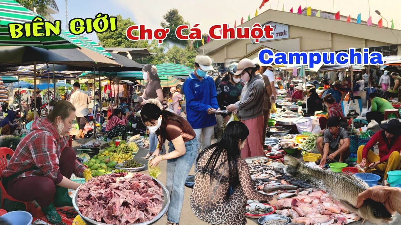 Mùa cá chuột siêu rẻ biên giới Campuchia chợ thường phước đồng tháp 2026
