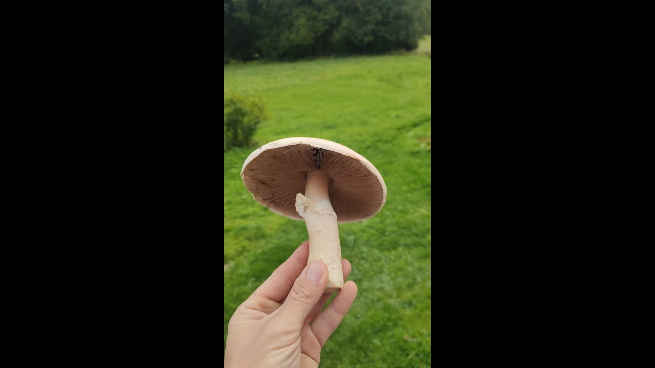 Jak wygląda PIECZARKA ŁĄKOWA / POLNA. Atlas grzyb&oacute;w - Agaricus campestris.