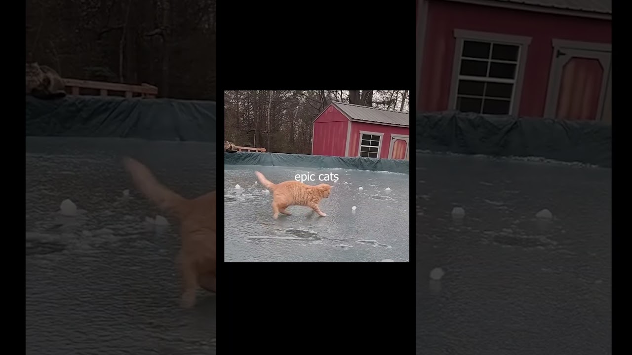 сats are impressive for 52 seconds #core #memestiktok #wtfmoments #funnyvideo #viral #reality #rage