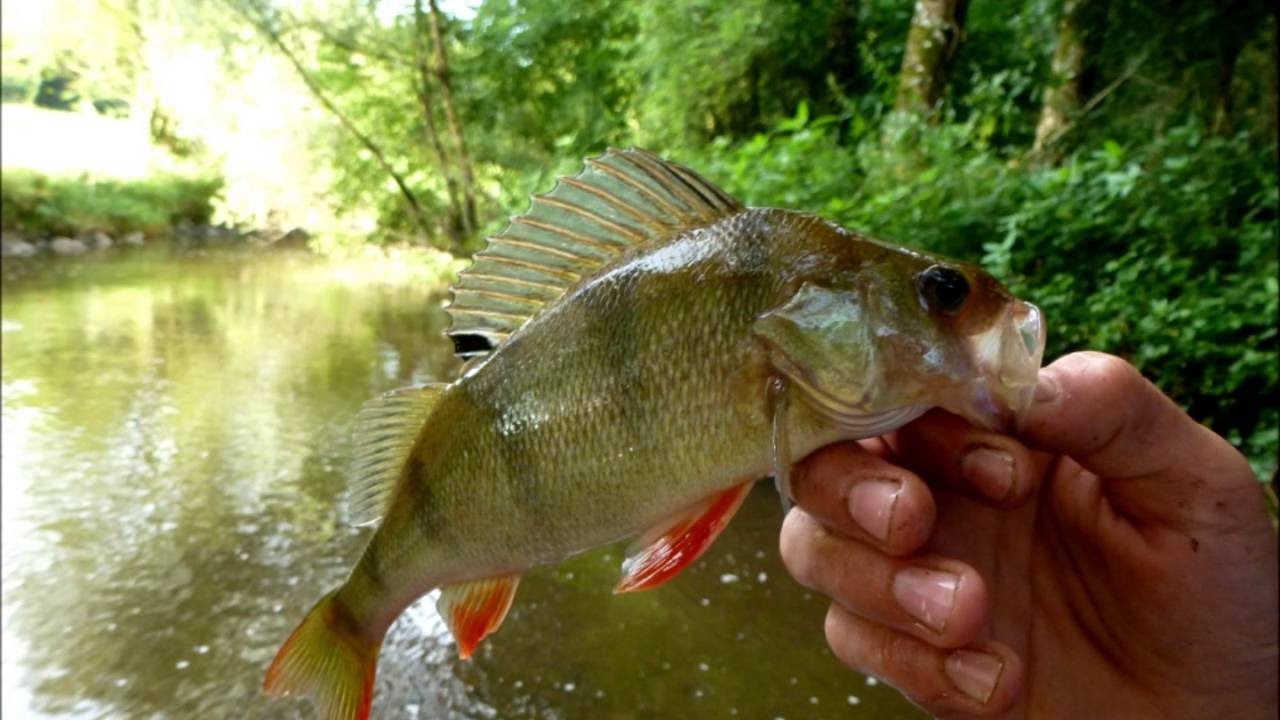 AllroundAngeln am Fluss Bilder2012 (HD)