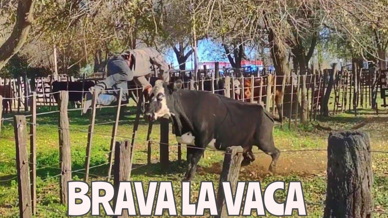 QUE TIPO CAMPERO🐄, Casi lo TOPA, Mira el problema que tuvimos 🐮