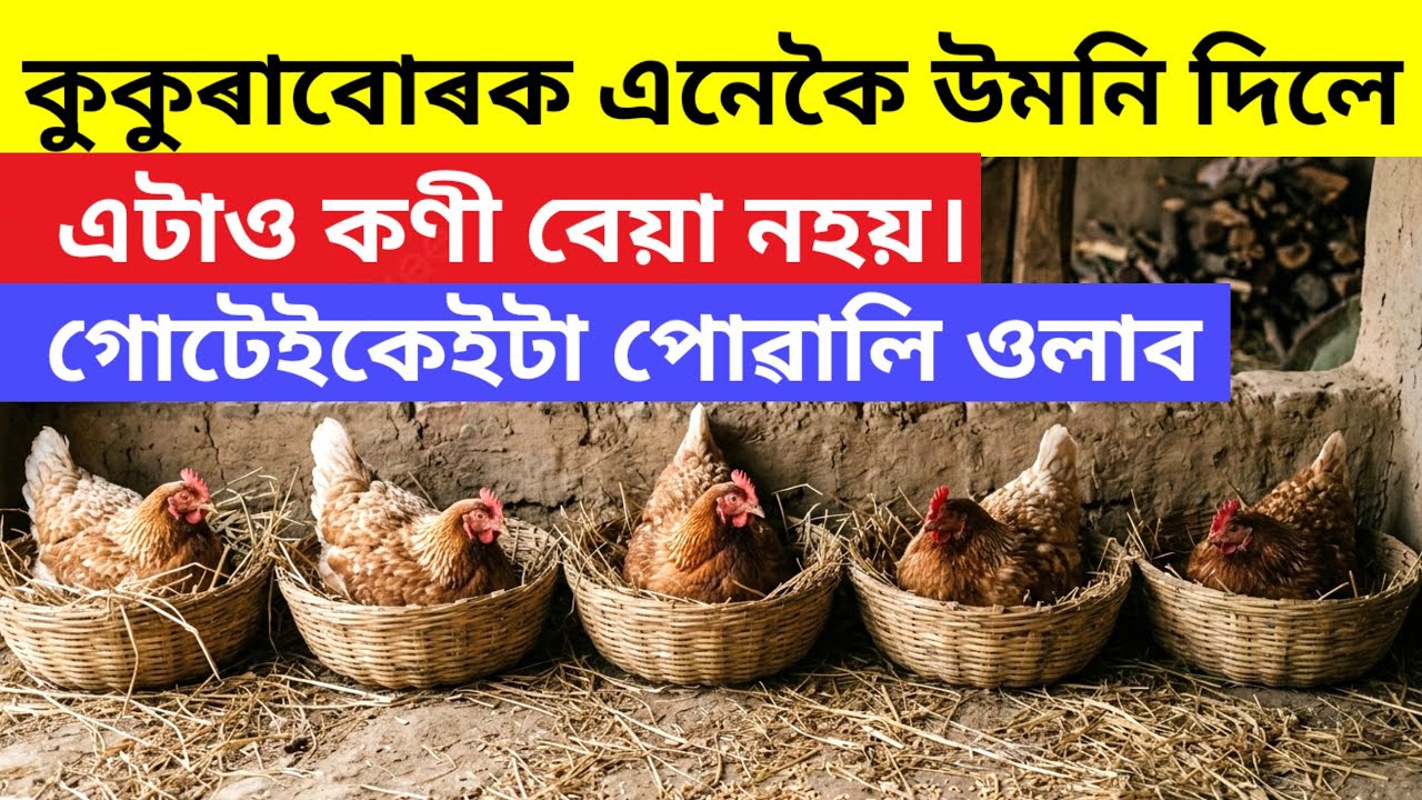 কুকুৰাবোৰক এনেকৈ উমনি দিলে এটাও কণী বেয়া নহয়।গোটেইকেইটা পোৱালি ওলাব(Murgi Palan)