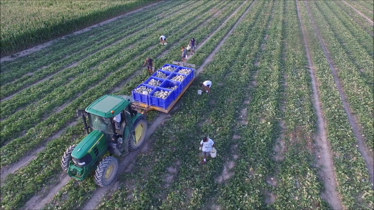 ramassage de melon 2017 (Gopro,DJI)