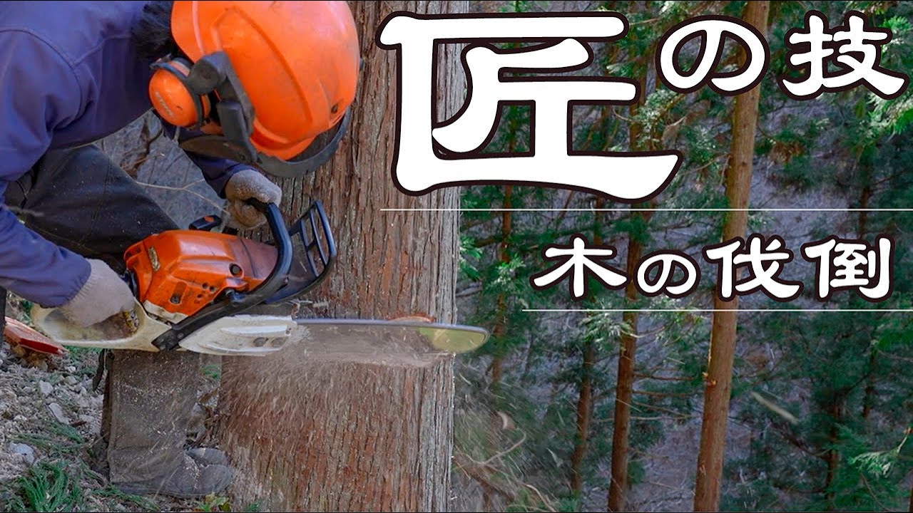 【職人の技】きこりの愛称を持つ林業家のチェーンソーを使った木の伐倒技術|道具の使い方や伐採に気をつけるポイントを作業の途中に説明| 確かな性能を持った自然素材の木の家を設計士がデザインし職人がつくる