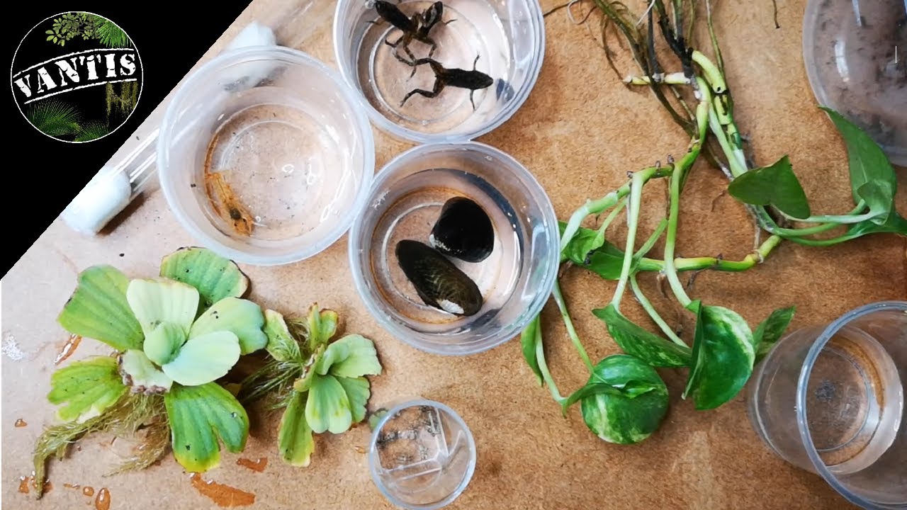 Dodajemy 11 gatunków do Paludarium wielogatunkowego!
