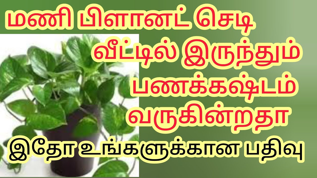 மணி பிளானட் செடி இருந்தும் வீட்டில் பணக்கஷ்டம் வருகின்றதா இதோ உங்களுக்கான பதிவு 