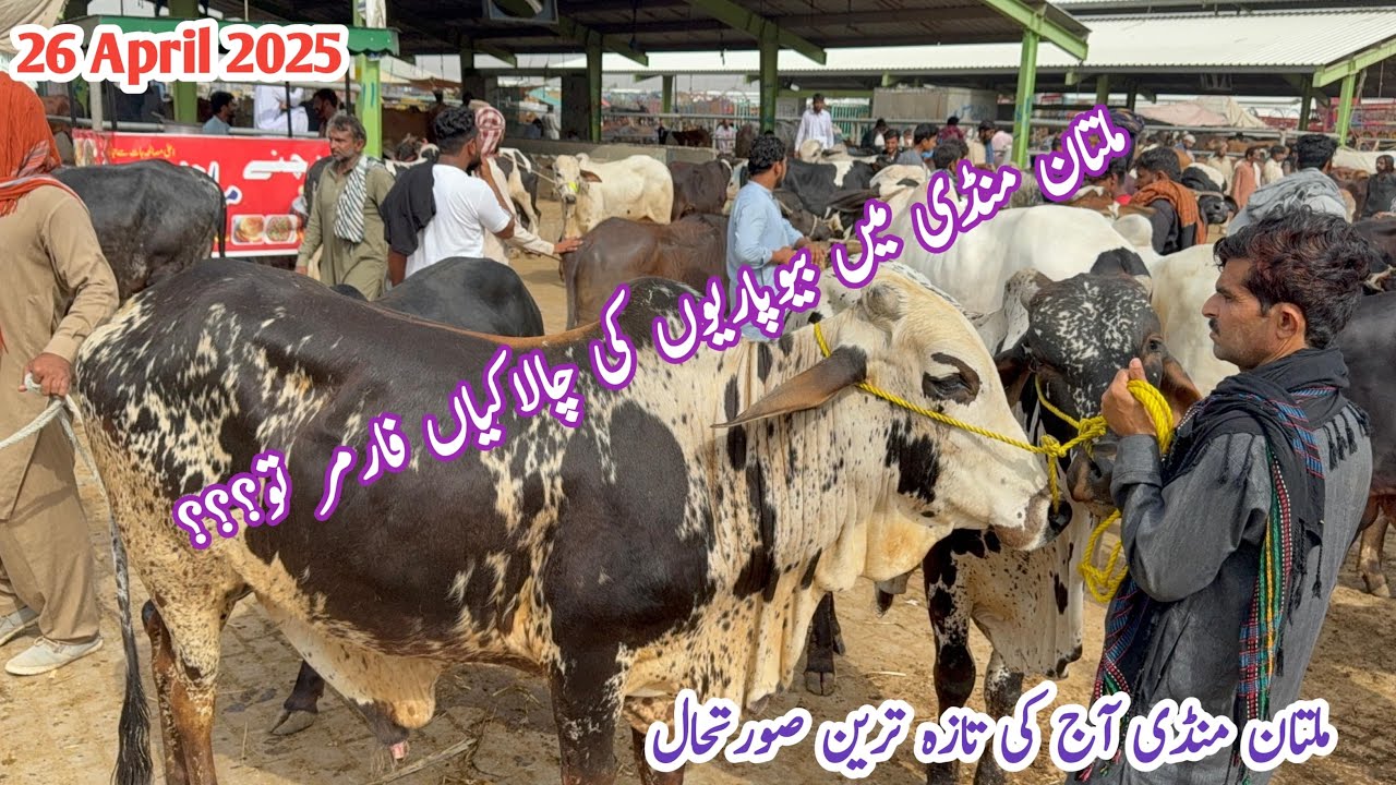 Multan Cow Mandi Latest Update | Fresh Rate Multan Cattle Market | Bakra Eid 2025