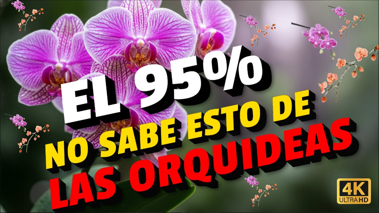 Cómo hacer que tus orquídeas florezcan todo el año