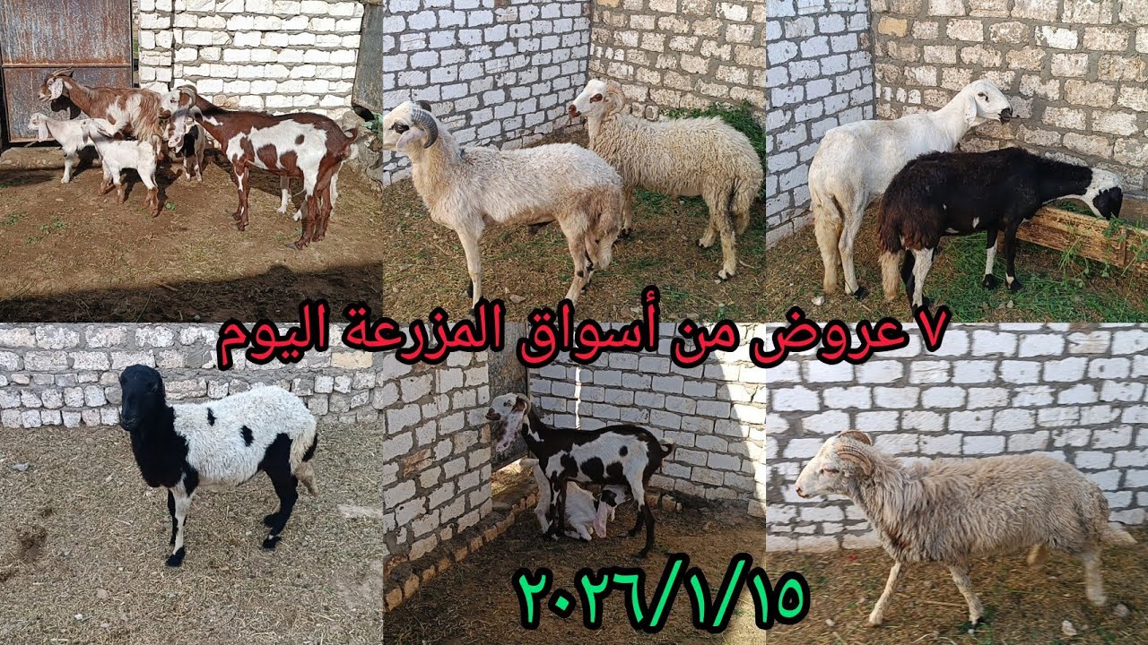 ٧ عروض من أسواق المزرعة بأقل الاسعار تشكيله جميله جدا من الغنم والماعز اليوم ٢٠٢٦/١/١٥