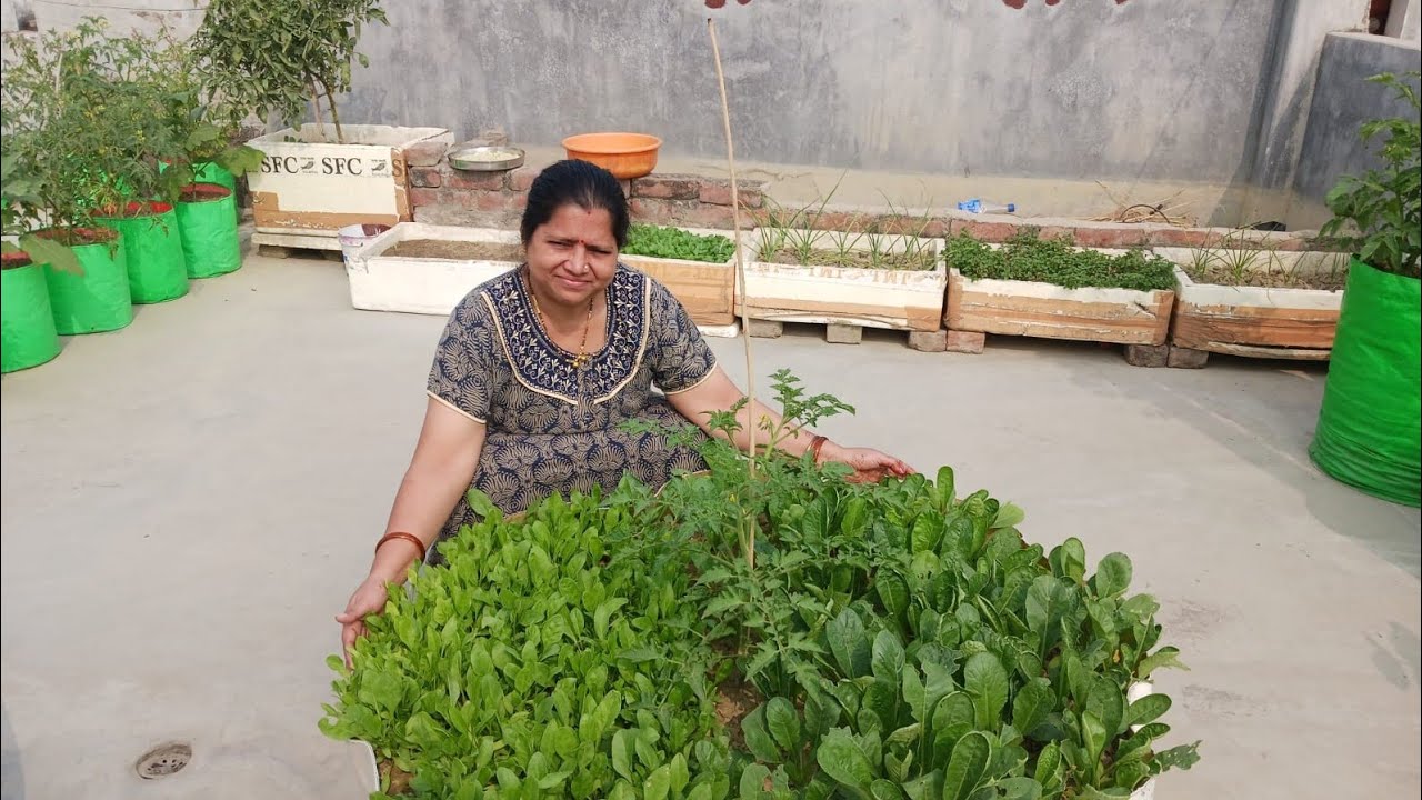 terrace garden for vegetables! घर की छत पर सब्जियां उगाए! @Raina Terrace Garden