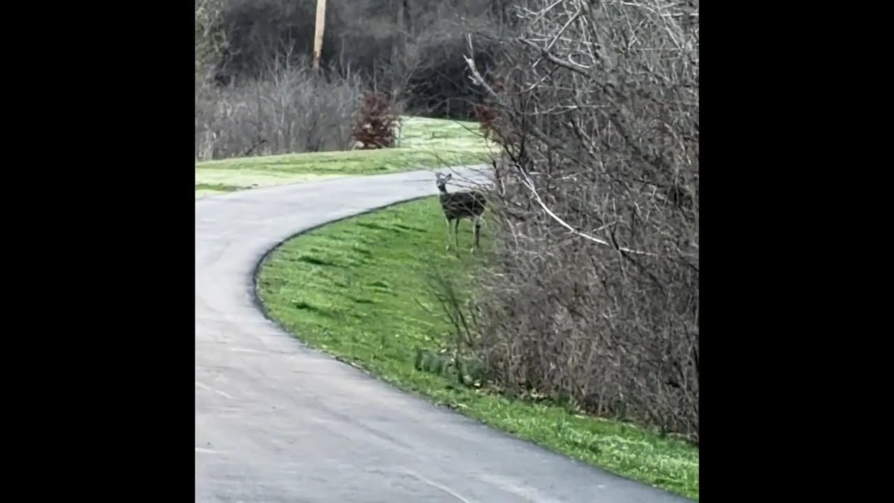 Deer spotted near me