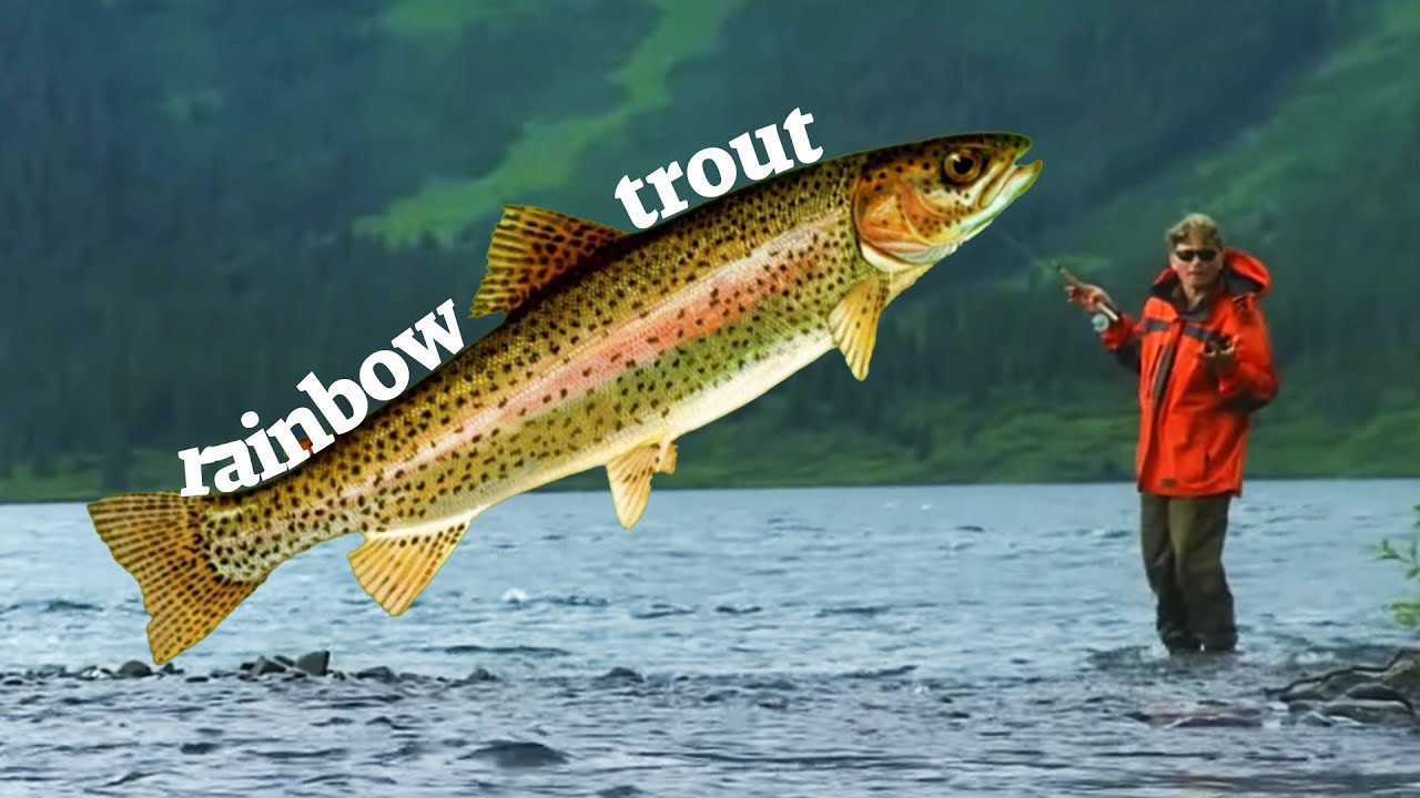 Reeling in Adventure: Rainbow Trout Fishing at Spatsizi Lodge |Catch