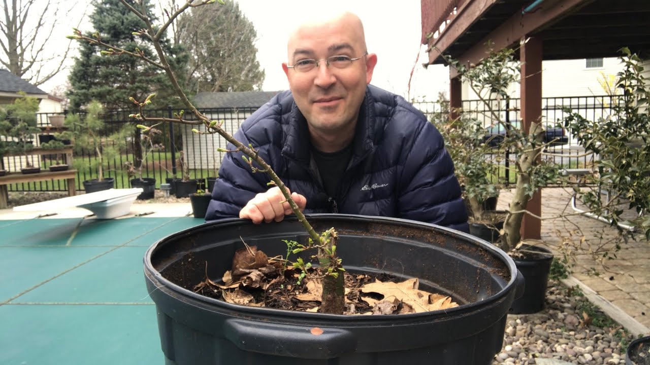 Shishigashira Japanese Maple - update and EPIC FAIL!! 😬