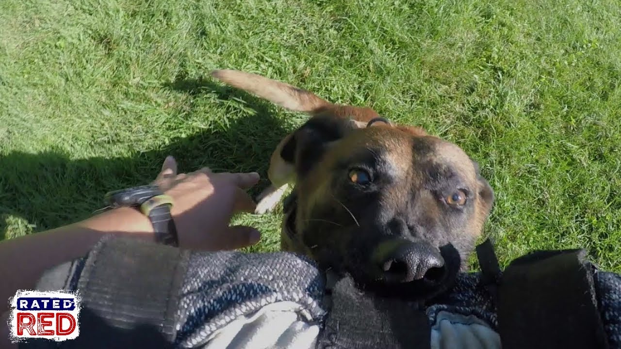 Richard Ryan Tries His Hand at Decoying for Patrol Dogs
