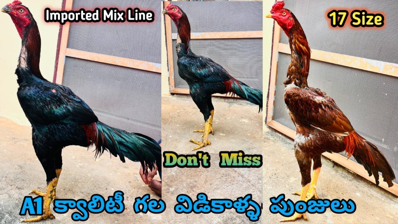 Old Line Sarga Peela & Thai Imported Mix Line Punju||8499009108||A1 Quality||#kagar #aseel...!