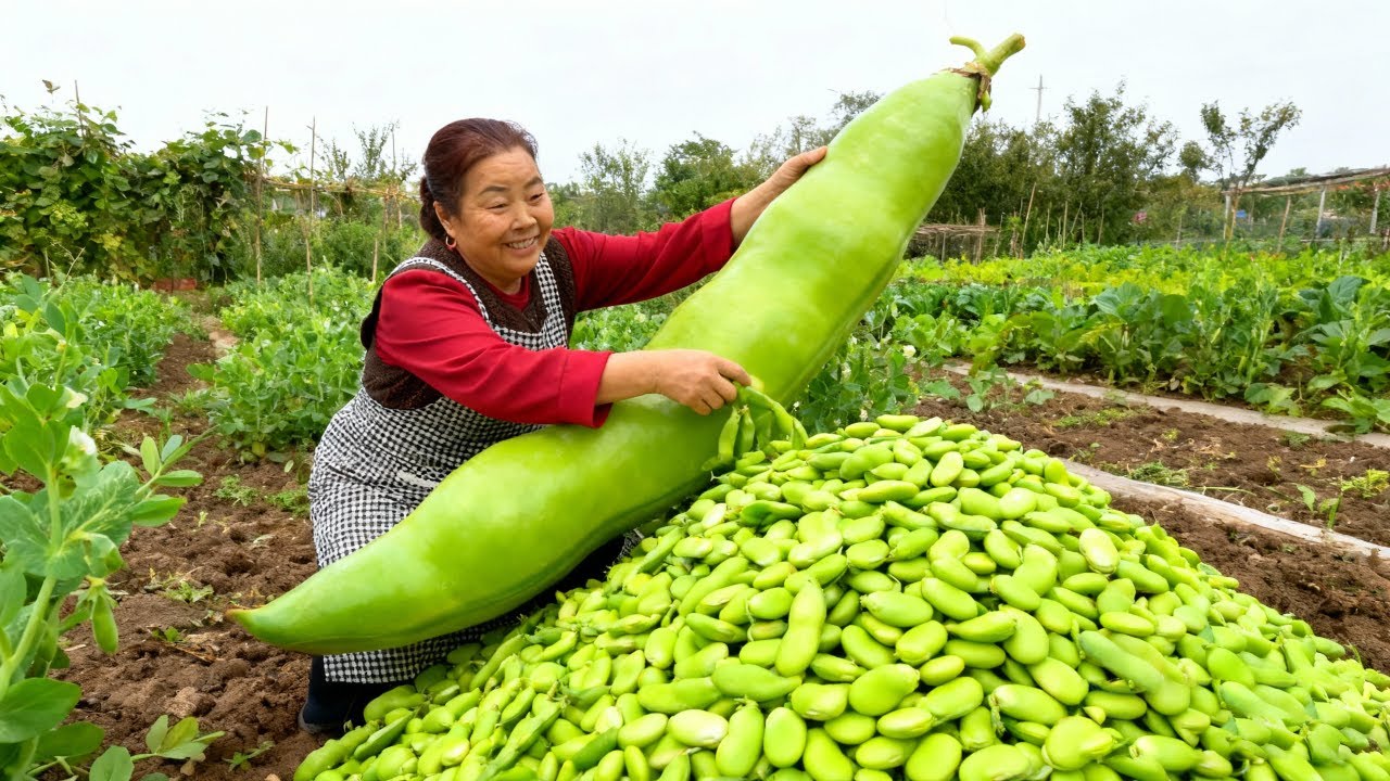 【唐小米】蚕豆丰收了，唐奶奶分享用蚕豆做的豆瓣酱做法，鲜香下饭