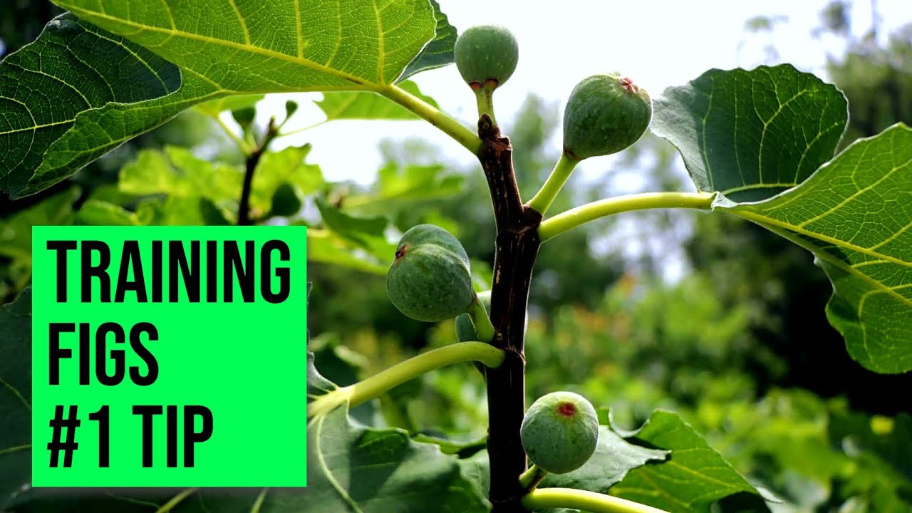 Year 1: Training Fig Trees - Save an Entire Growing Season with this #1 TIP