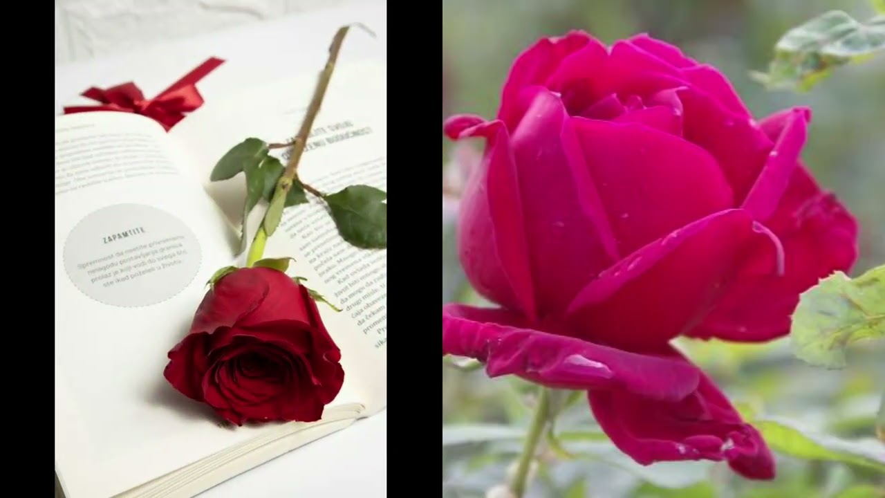 Mixed Rose flower!!! ❤️❤️❤️❤️