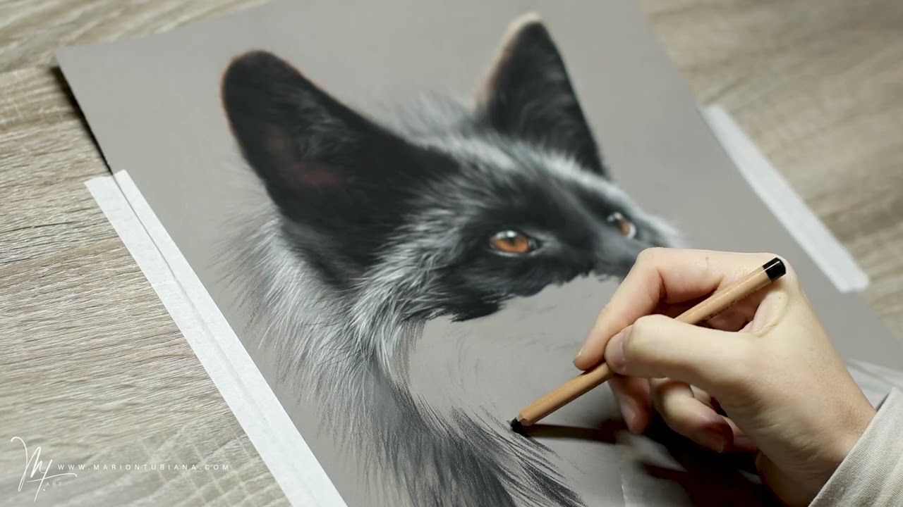 Renard argenté aux pastel par Marion Tubiana