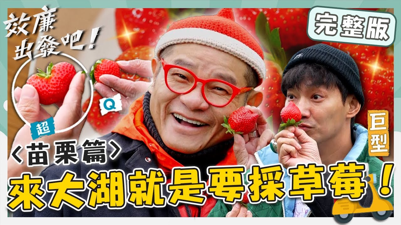 〔ENG／中文〕〈2024 苗栗景點〉苗栗冬季限定🍓來大湖就是要「採草莓」啊～許效舜笑讚：比成龍鼻子還大？！【