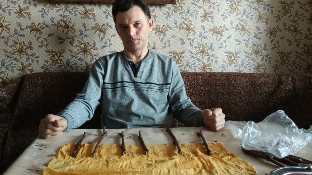 Hogyan hozhatjuk ki a kapott venyigékből a legtöbb gyökeres csemetét ?