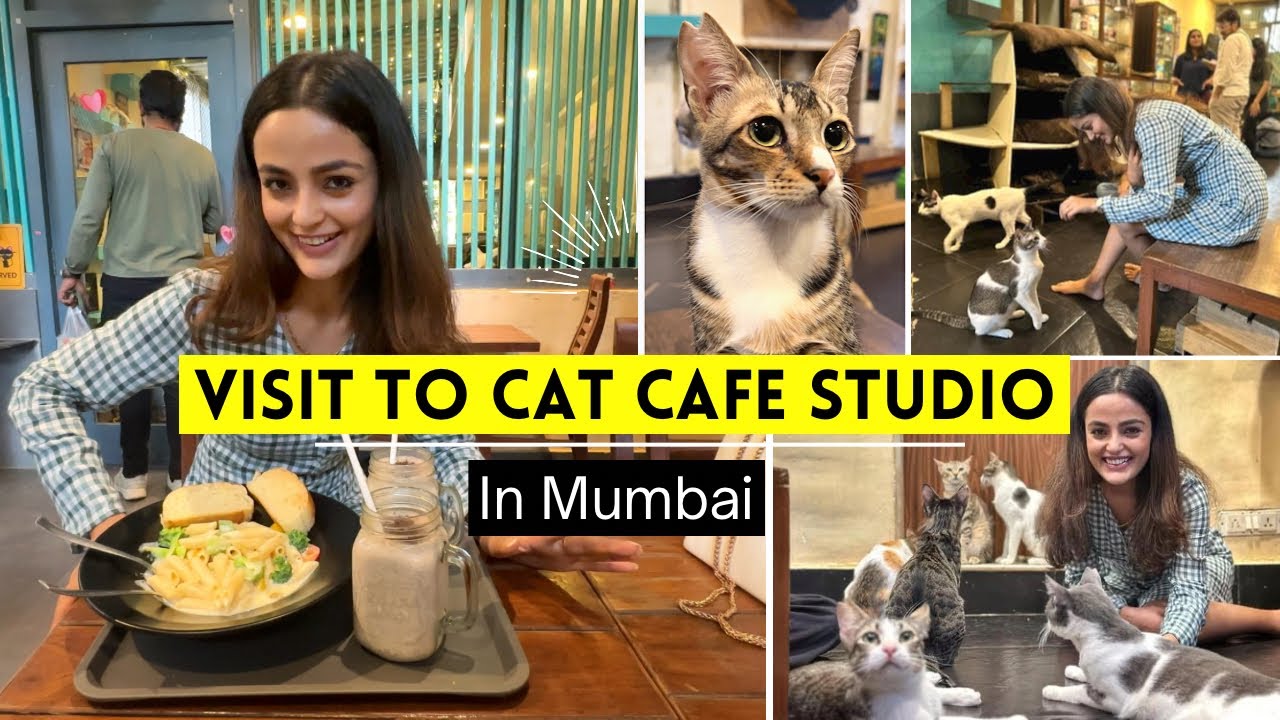 India’s first CAT CAFE with rescued cats 🐱 🐈 || Cafe & Kitty Cuddles || Vlog || Garima Verma ||