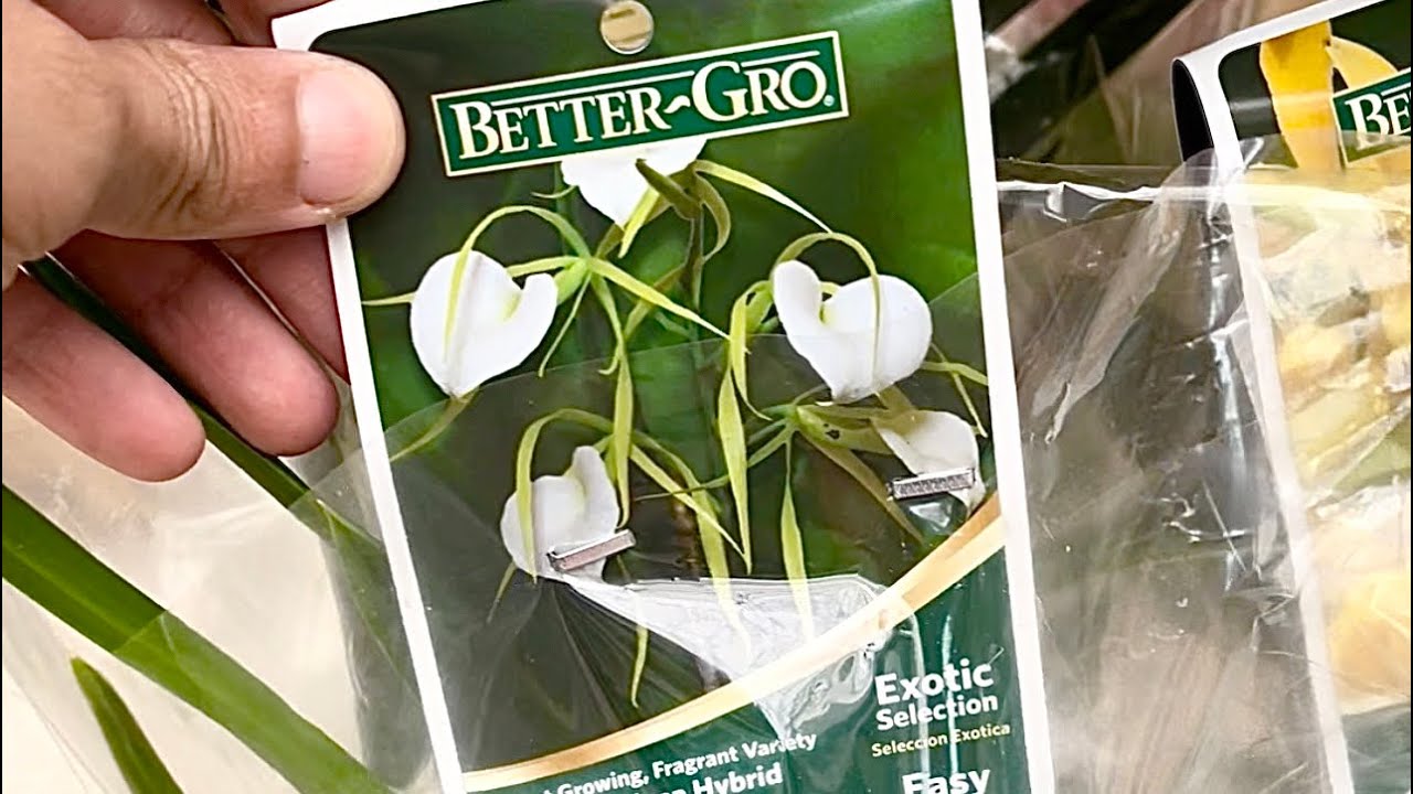 Trasplante paso a paso de orquídea Brassavola Nodosa!🪴