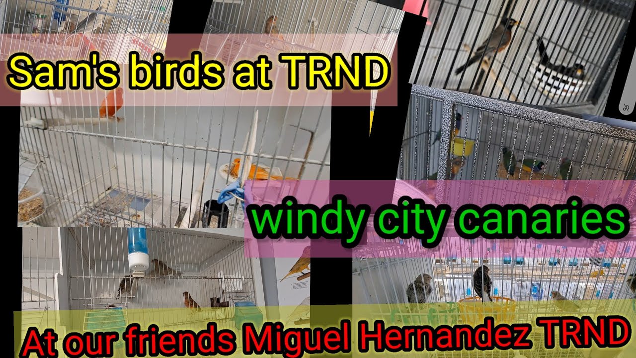 windy city canaries TRND