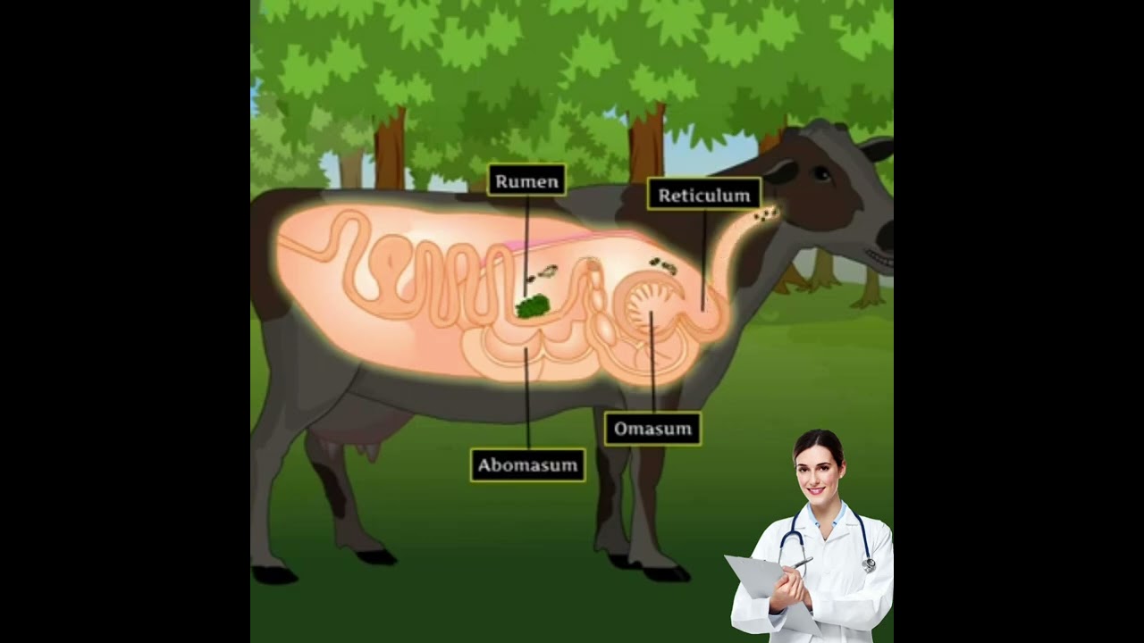 digestive system of cow and buffalo| ruminants