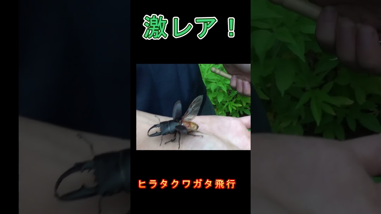 ヒラタクワガタ飛行！　　