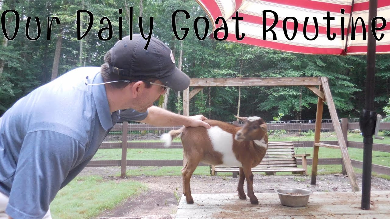 RAISING NIGERIAN DWARF GOATS - Our Daily Goat Routine - Collaboration