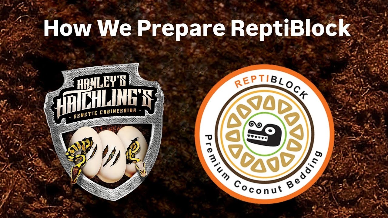 How We Prepare Reptiblock