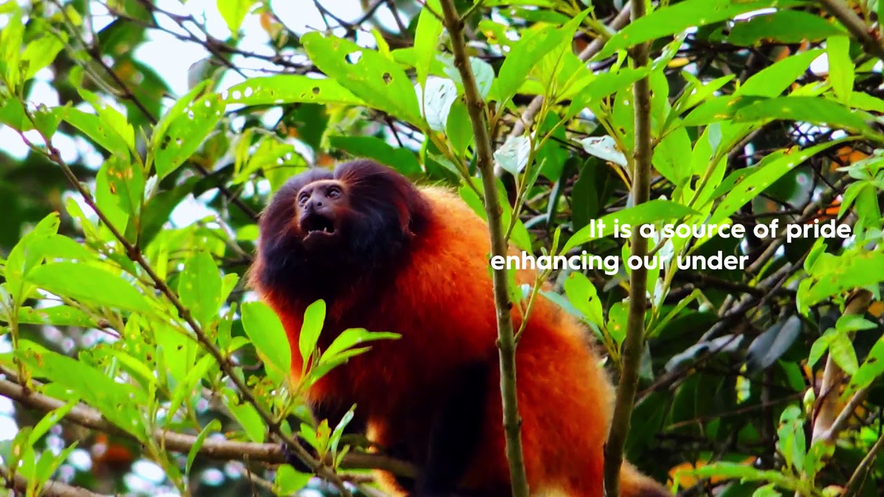The black-faced lion tamarin: the importance of conserving the species and its habitat