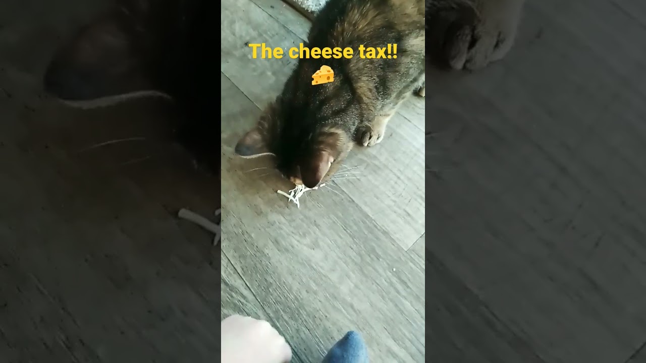 the cheese tax!! #meme