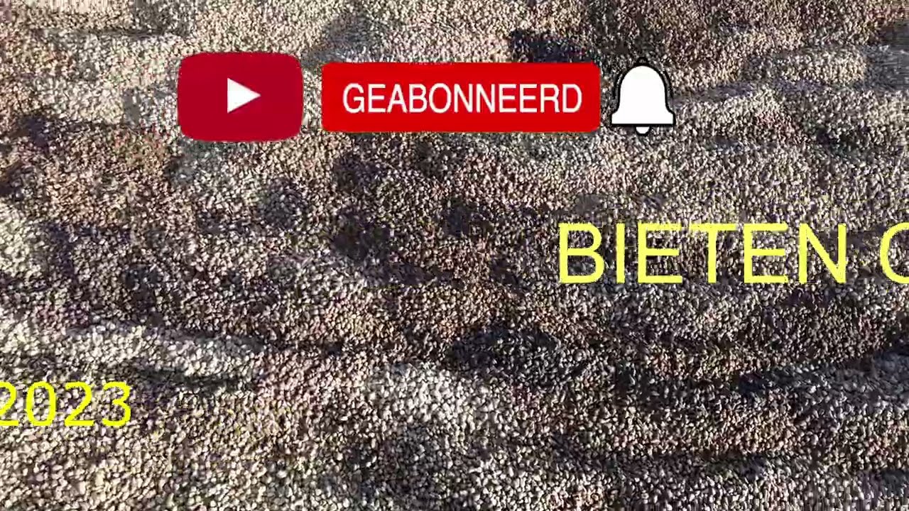 bieten fabriek Hoogkerk #bietenrooien #bieten