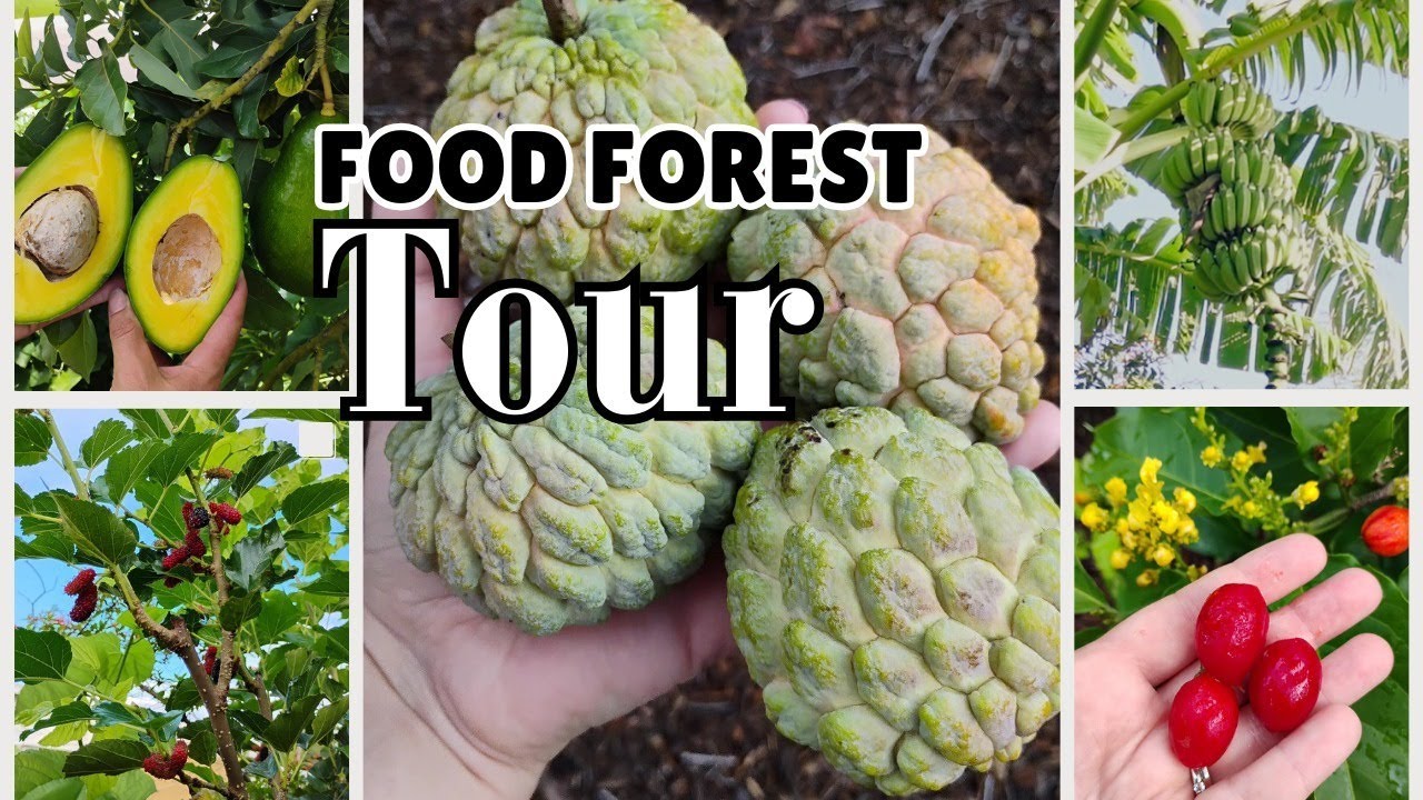 Tropical Food Forest Tour | August '25 | HIGH DENSITY GARDENING