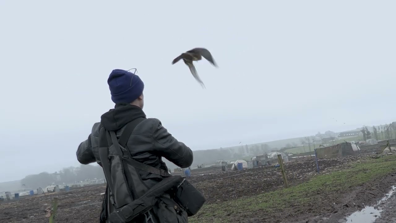 Crow Hawking with Johanna, Peregrine falcon