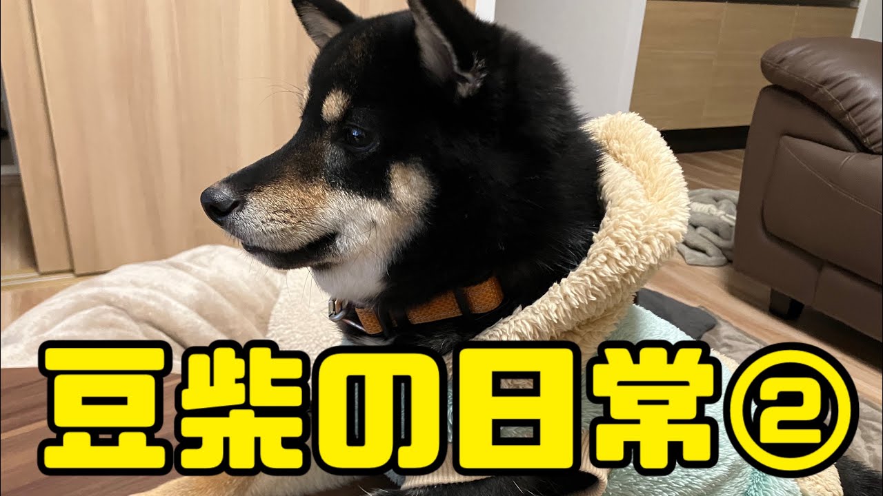 豆柴の日常②