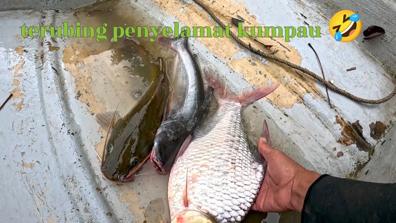 Terubing penyelamat kumpau 🤣