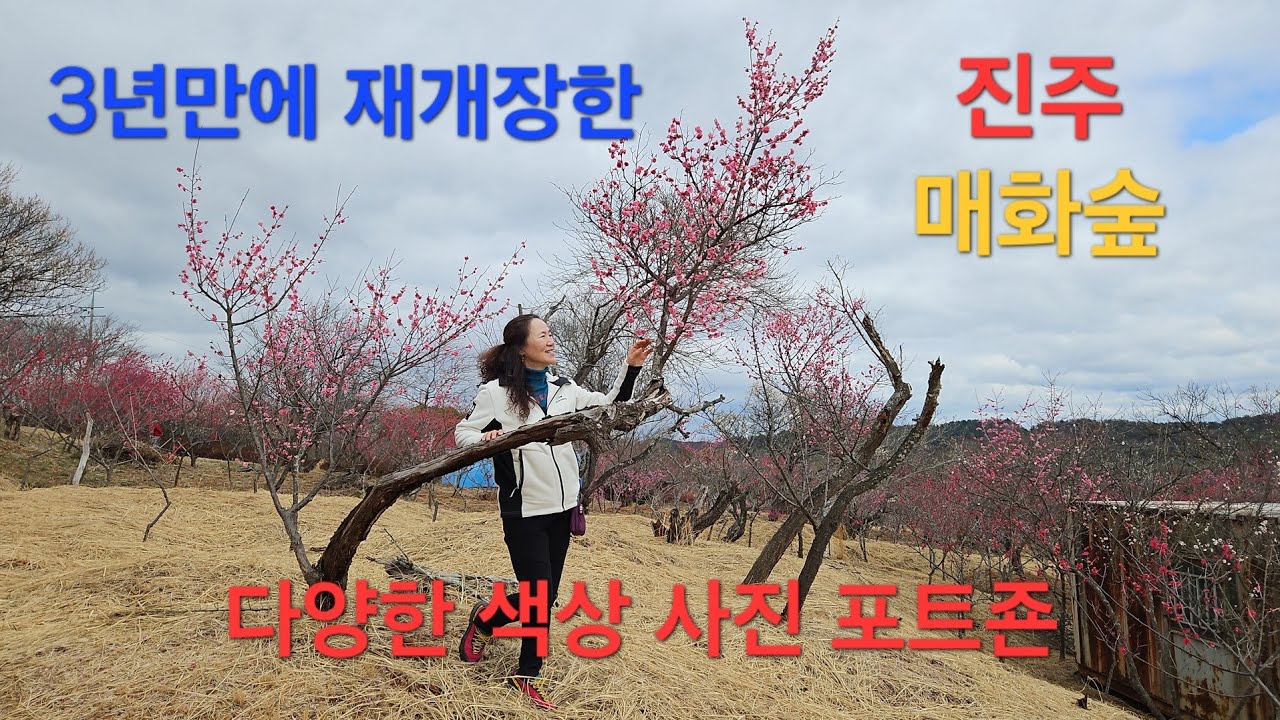 👨‍❤️‍💋‍👨   진주 매화숲 3년만에 재개장.각양각색 다양한 색상에 관상용 매화꽃.포트죤 인생 샷.    💥개인 사유지라. 화장실.주창시설.없어요💥