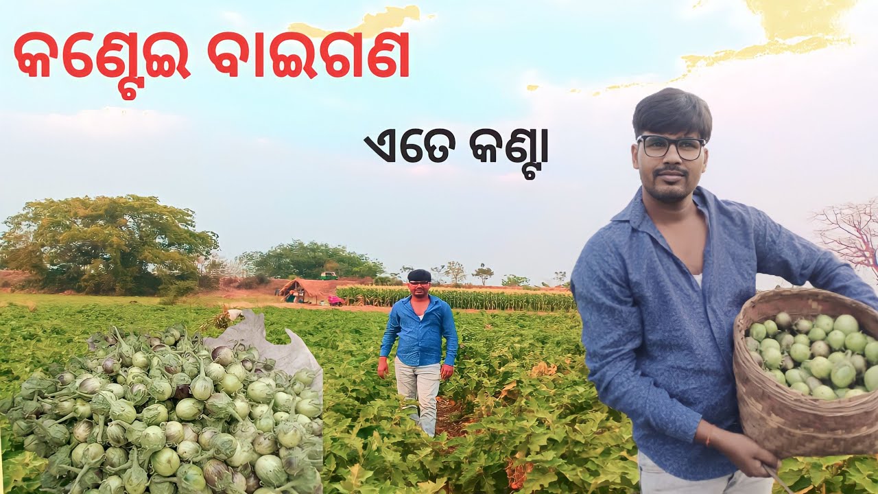 କଣ୍ଟେଇ ମୁଣ୍ଡି ବାଇଗଣ ଏତେ କଣ୍ଟା Kantei Mundi Baigana Ate kanta @chandanbiswal