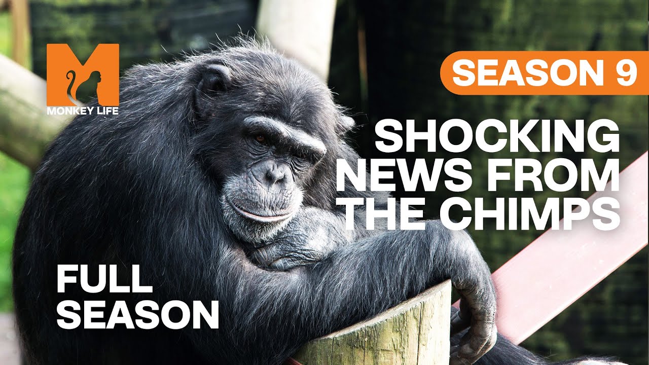 Shocking News From The Chimp Group | Season 9 | Full Season | Monkey Life