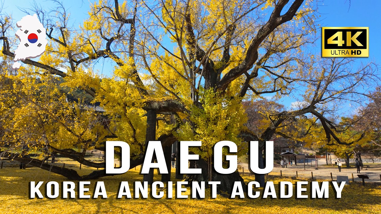 Autumn Korea 4K | 400-Year-Old Ginkgo Tree (Dodongseowon Daegu)