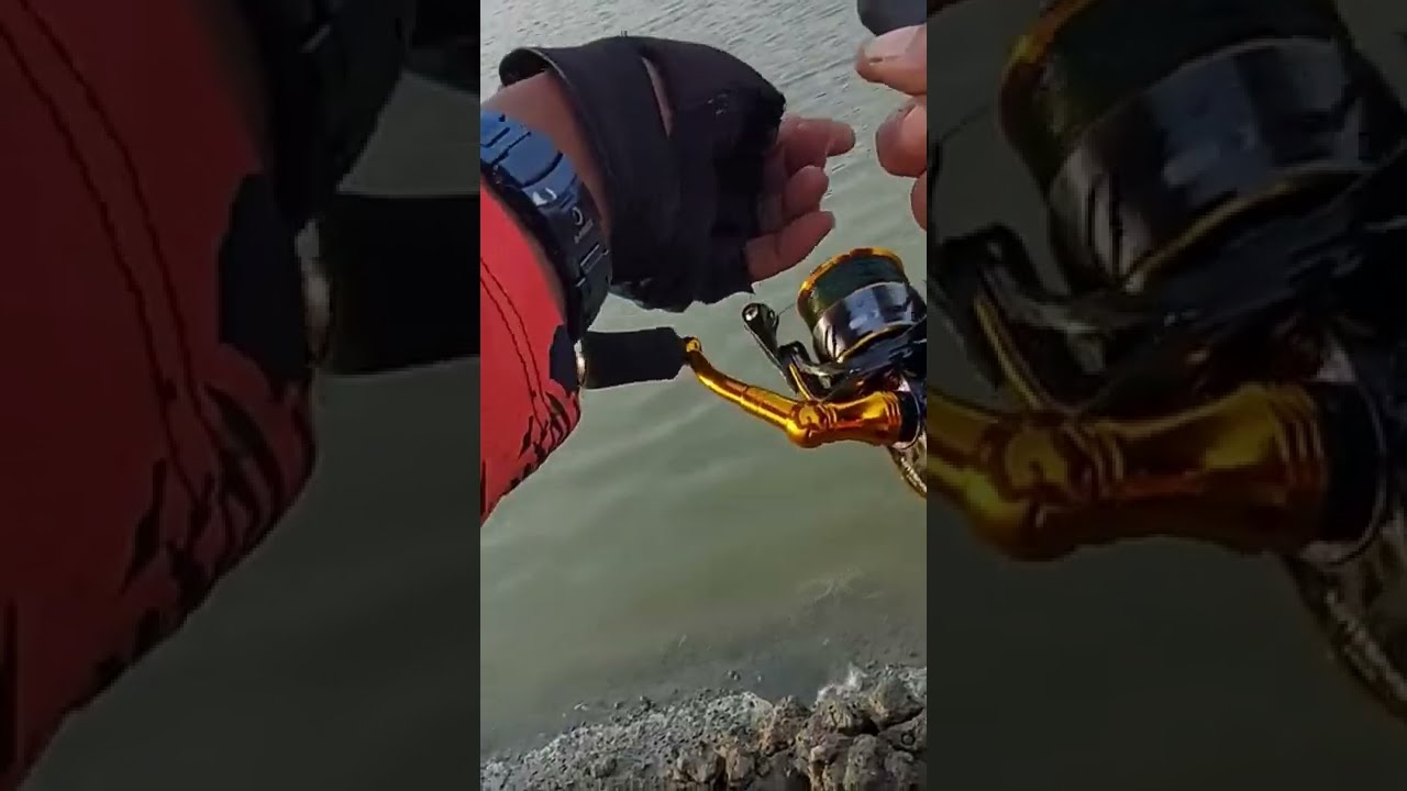 Perlawanan Barramundi tambak yang tak terlupakan  #VideoShort #Shorts#StrikeBarramundi