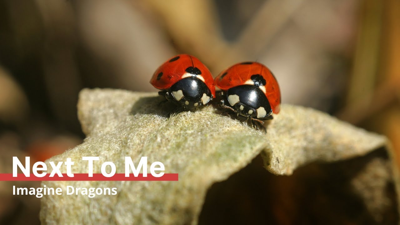 Next To Me | Imagine Dragons → Cello, Piano & mehr zur Hochzeit, Trauung & Sektempfang