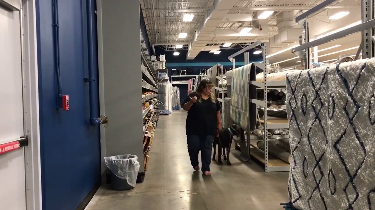 Houston & Rogan&rsquo;s Turnover~ Best Multi-Dog Trainers Phoenix