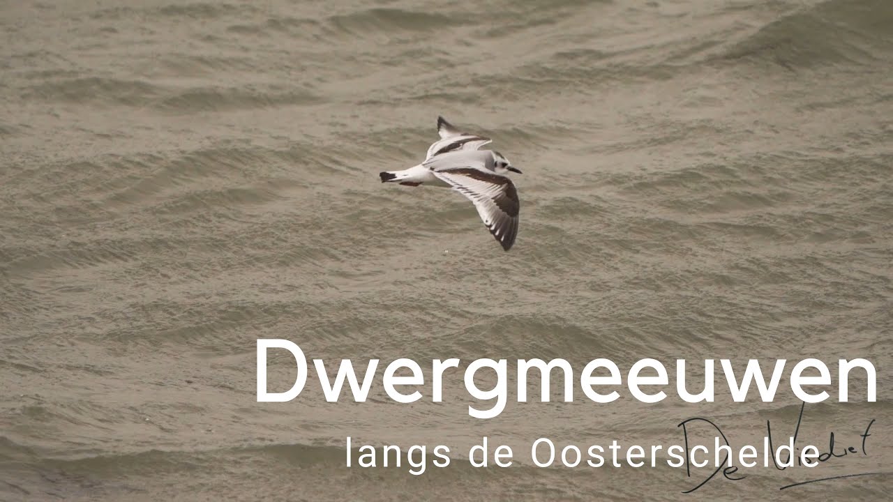Dwergmeeuwen langs de Oosterschelde #847