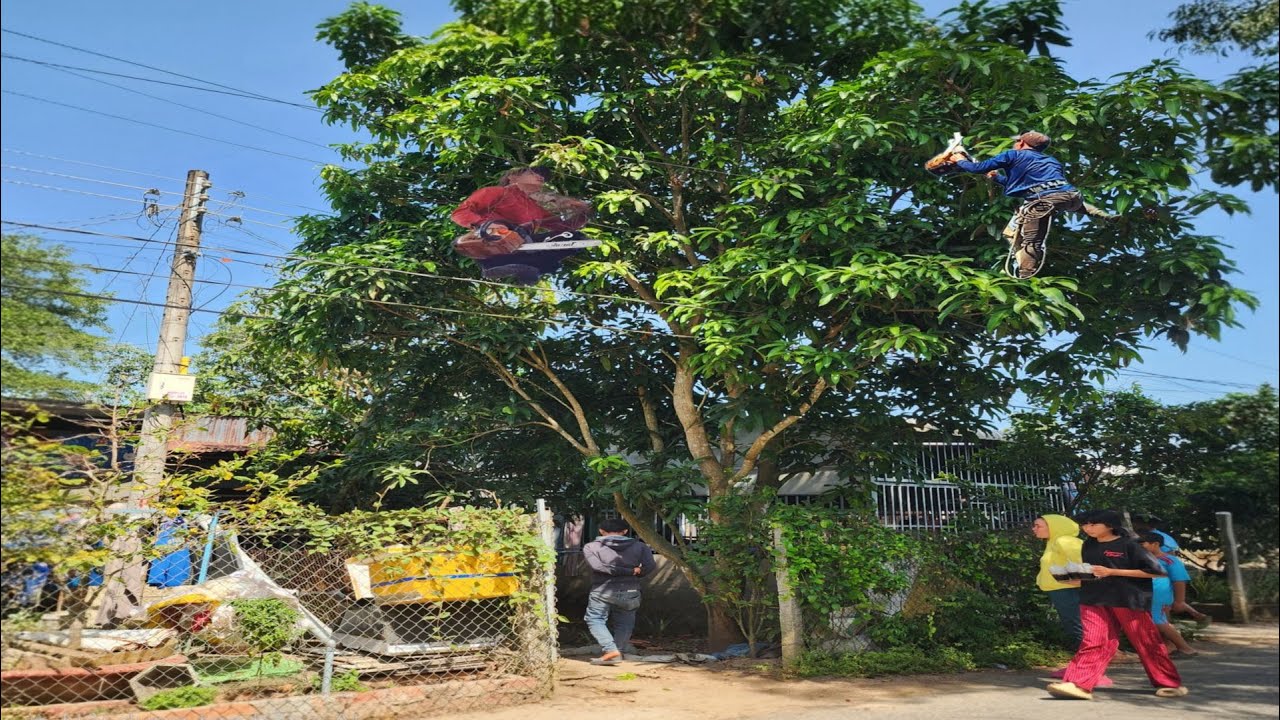 Cưa cây Xoài trùm hai bên dây điện / Sawing the mango tree with the power lines on both sides | P192