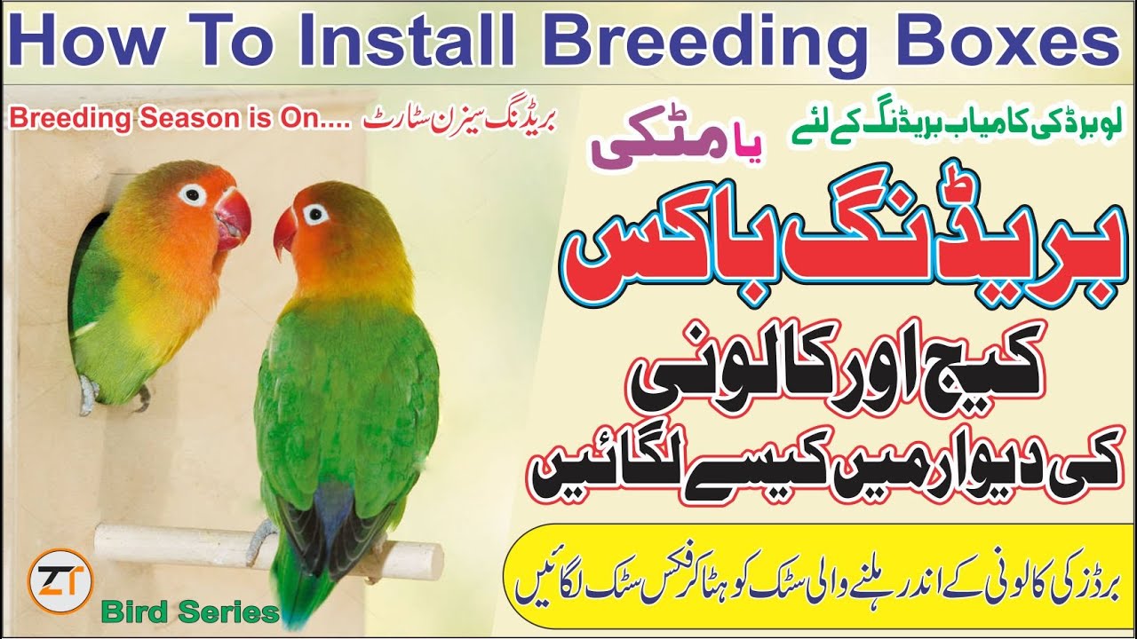 How To Install Breeding Box & Matki  Properly On Birds Cage or Colony Wall|Nesting Box Installation